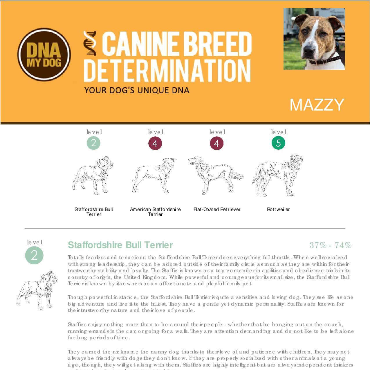 Understanding DNA My Dog Canine Breed Determination Test Results